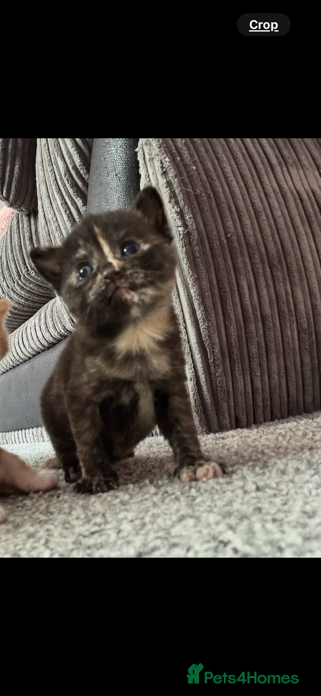 Mixed Breed cats for sale: Kittens  - Image 5