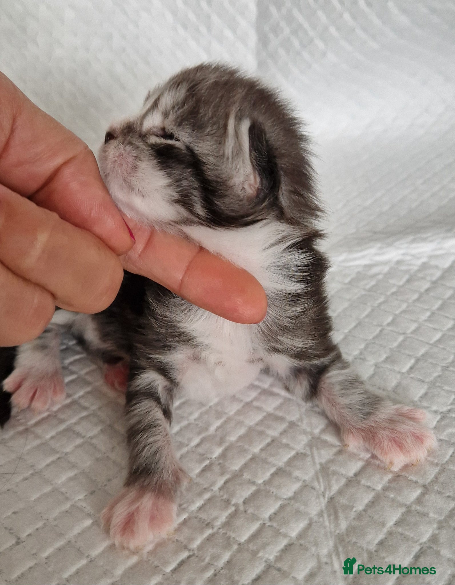 Maine Coon cats Pedigree XL mainecoon kittens  - Advert 2