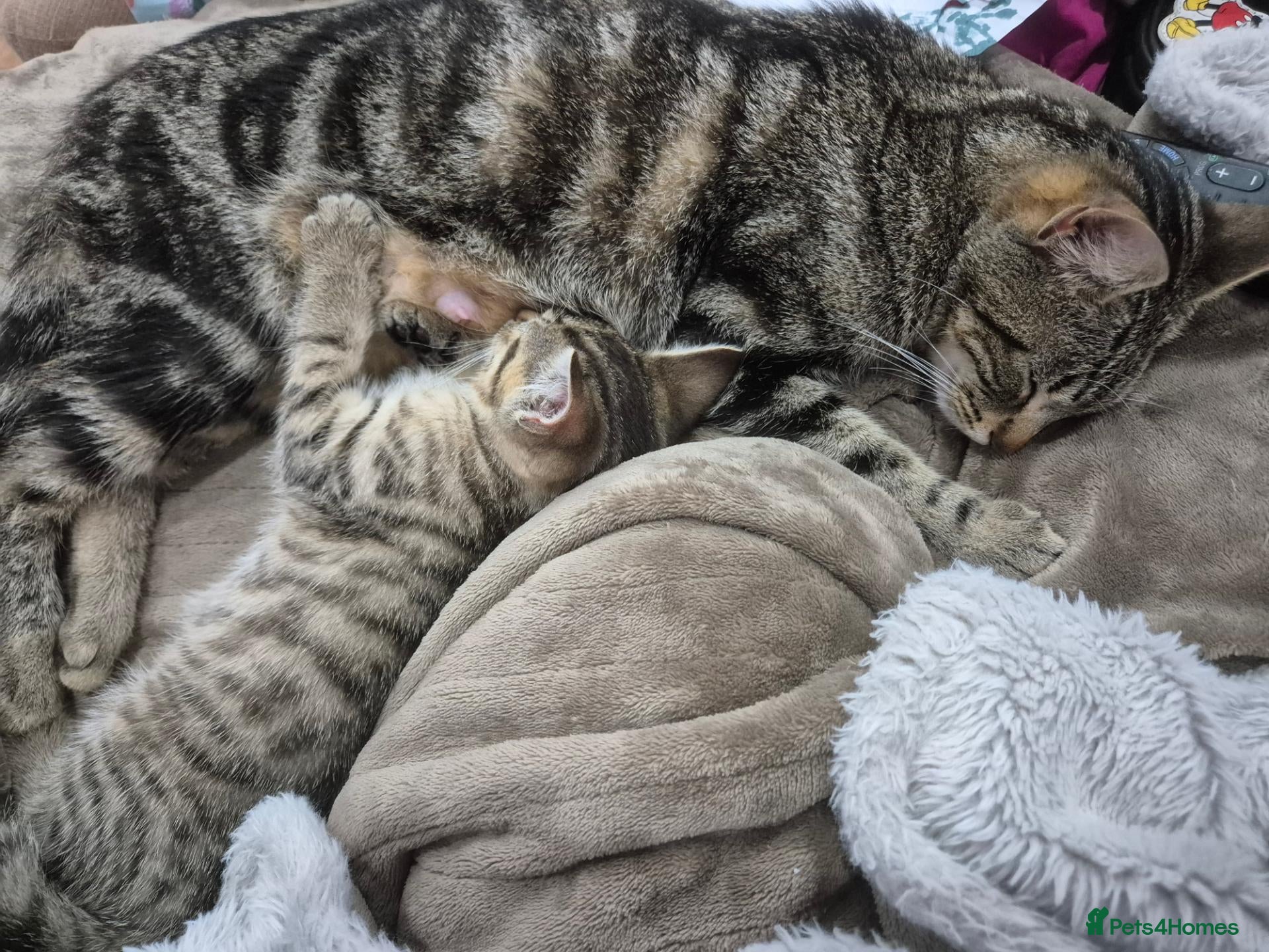 Mixed Breed cats for sale: Tabby boy, ready now - Advert 1