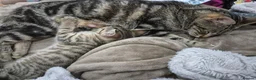 Mixed Breed cats for sale: Tabby boy, ready now - Advert 1