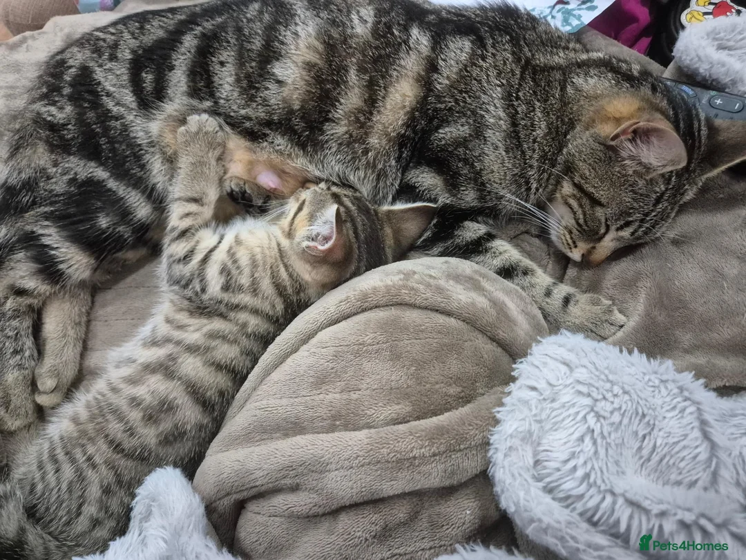 Mixed Breed cats for sale: Tabby boy, ready now - Advert 1