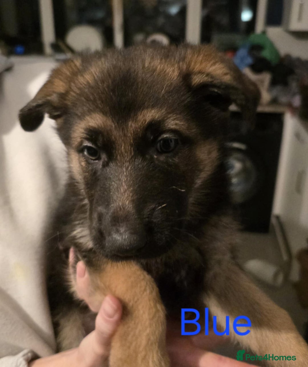 German Shepherd dogs for sale: X3 Female German Shepherd  - Advert 4