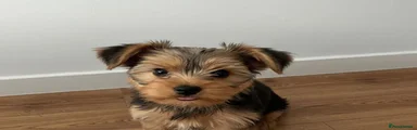 Yorkshire Terrier 1