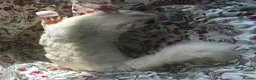 Sugar Glider rodents for sale: Platinum Mosiac and white faced female - Advert 4