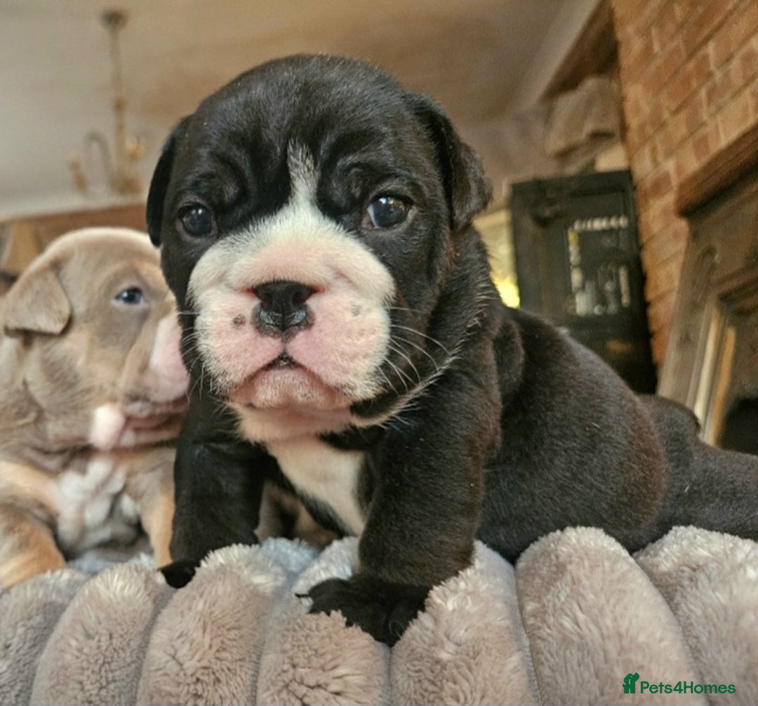 English Bulldog dogs for sale: Outstanding KC English Bulldogs, Top Quality Pups - Image 36