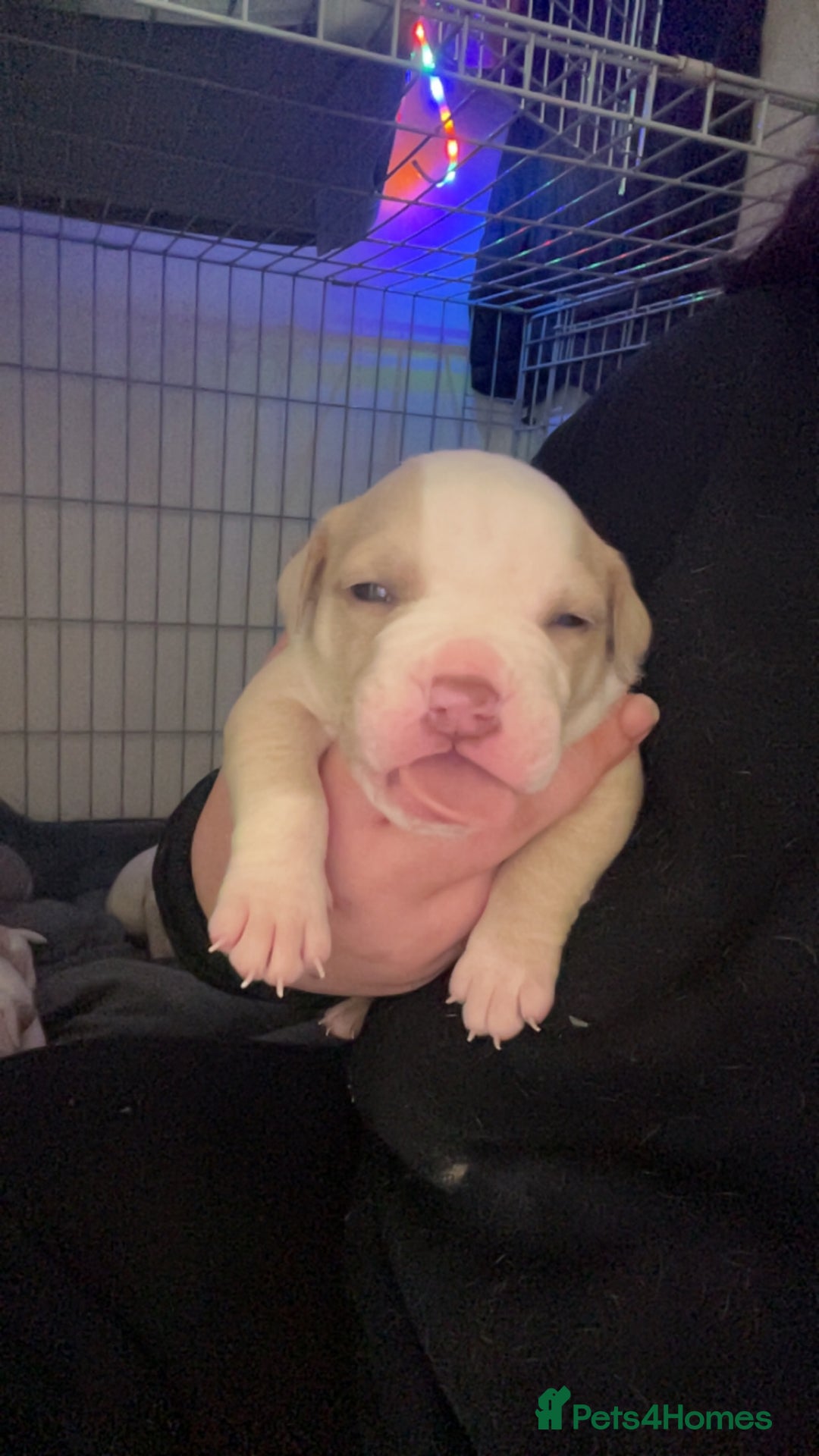 Mixed Breed dogs for sale: 4 beautiful olde English bulldog/ American bulldog - Advert 11