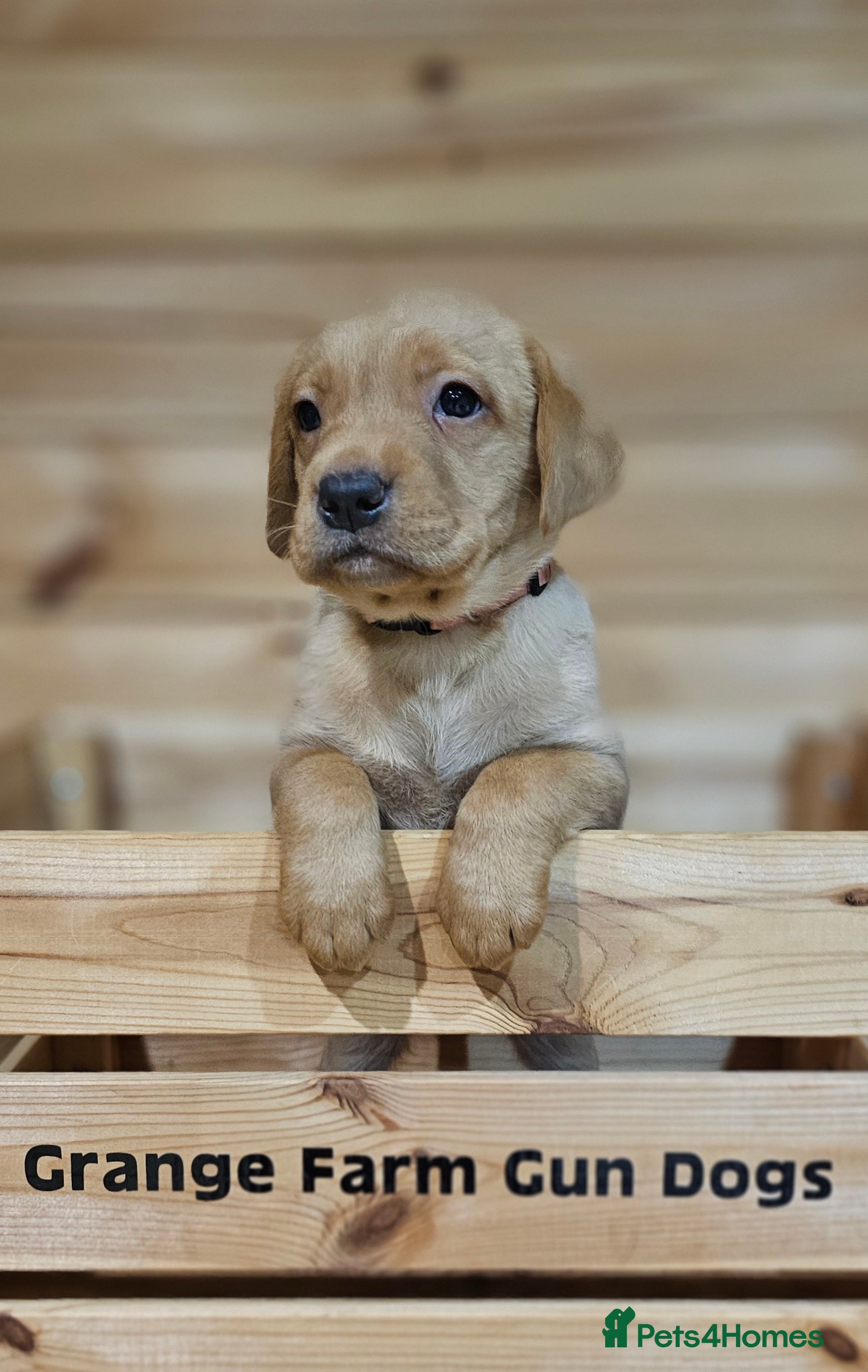 Labrador Retriever dogs 7 BEAUTIFUL KCREG LABRADORS. HEALTH TESTED PARENTS - Advert 5