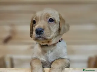 Labrador Retriever dogs 7 BEAUTIFUL KCREG LABRADORS. HEALTH TESTED PARENTS - Advert 5