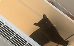 British Shorthair cats for sale: Female cat - Image 2