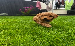 Toy Poodle dogs for sale: Gorgeous kc registered toy poodle pups  - Image 39