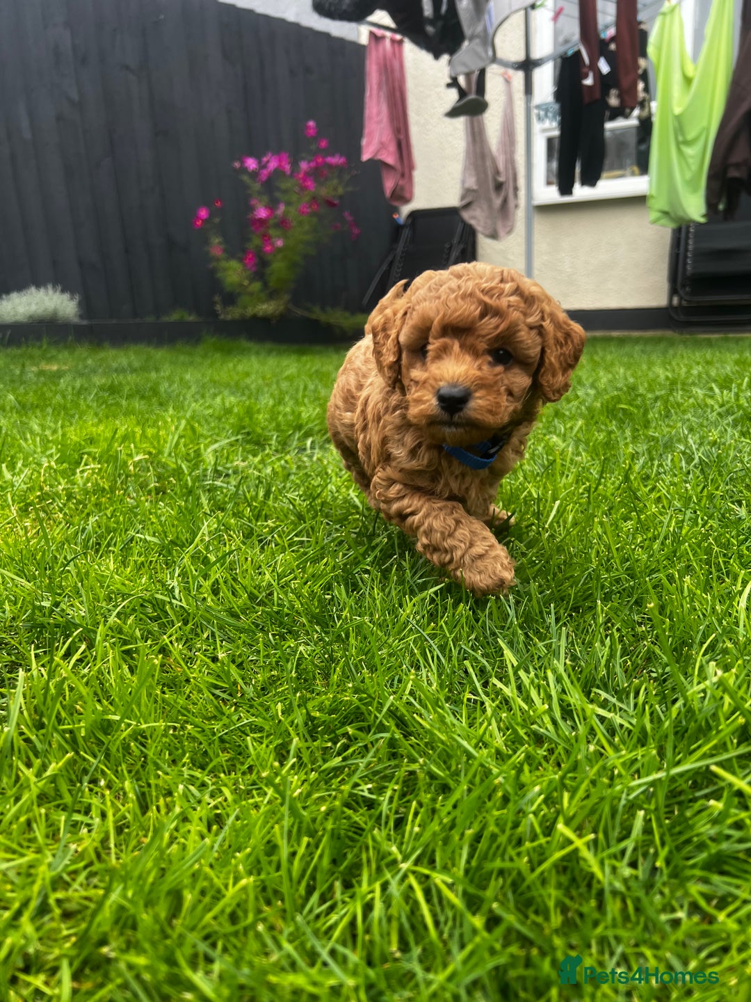 Toy Poodle dogs for sale: Gorgeous kc registered toy poodle pups  - Image 39