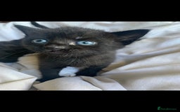Mixed Breed cats for sale: Kitten NOW REDUCED  - Image 3