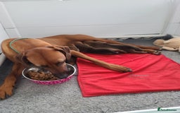 Rhodesian Ridgeback dogs for sale: Super chunky Rhodesian Ridgeback puppy - Image 12