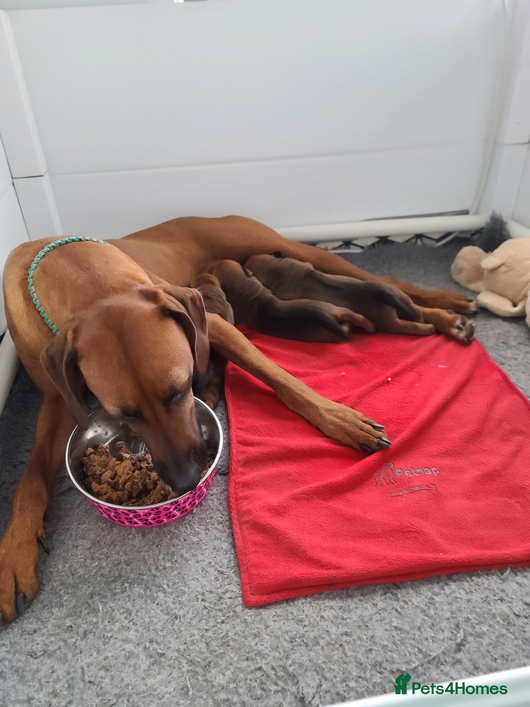 Rhodesian Ridgeback dogs for sale: Super chunky Rhodesian Ridgeback puppy - Image 12