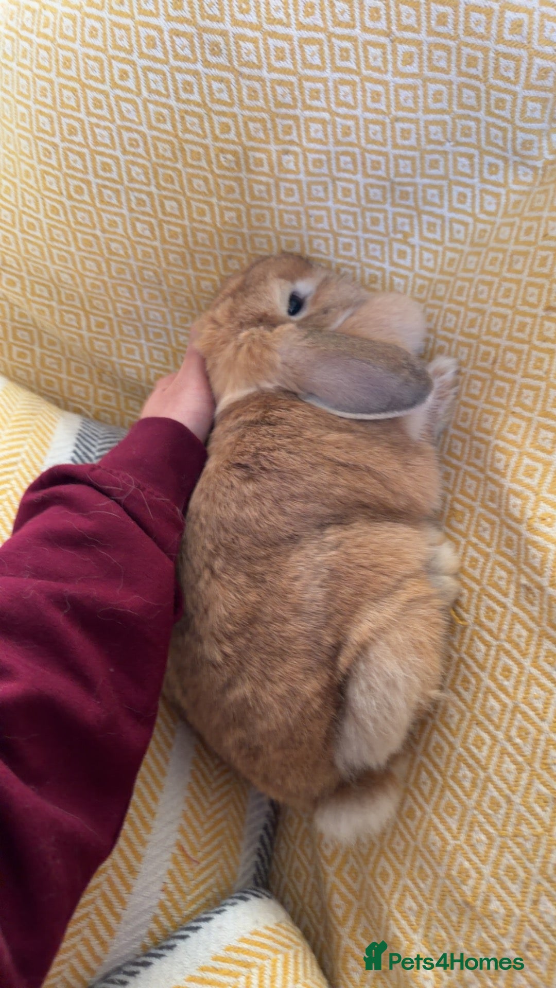 Mini Lop rabbits Beautiful 1-Year-Old Female Mini Lop  - Advert 4