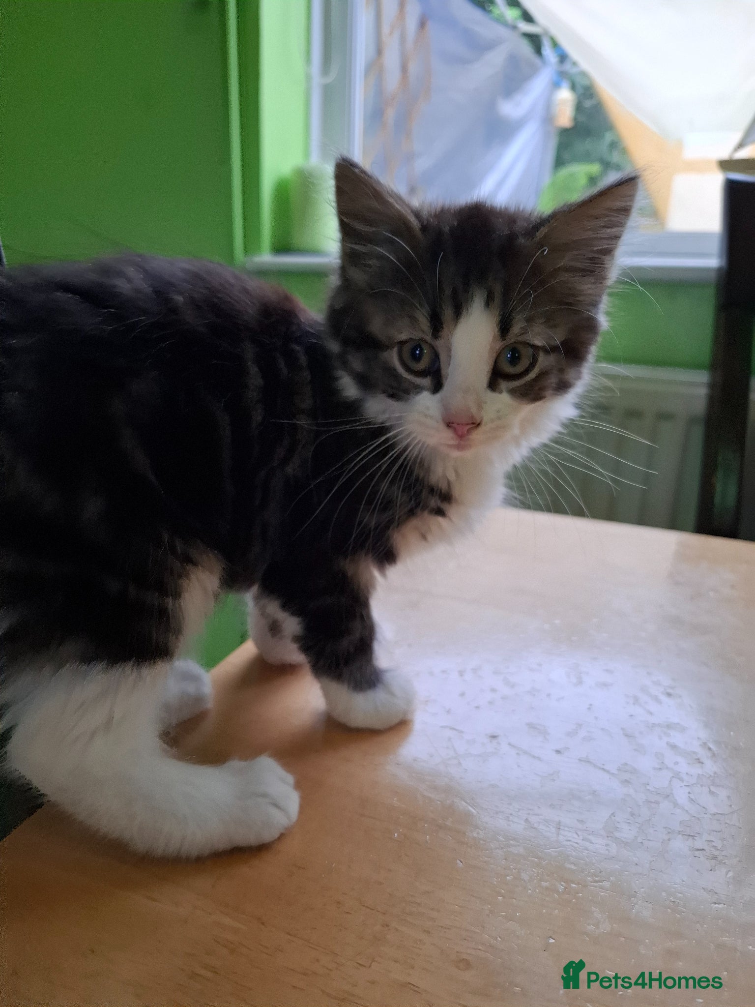 Mixed Breed cats for sale: Six 9 week old Kittens   - Advert 16