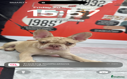 French Bulldog dogs for sale: 🐶 Meet Malibu – Looking for a Forever Home ❤️ - Image 2