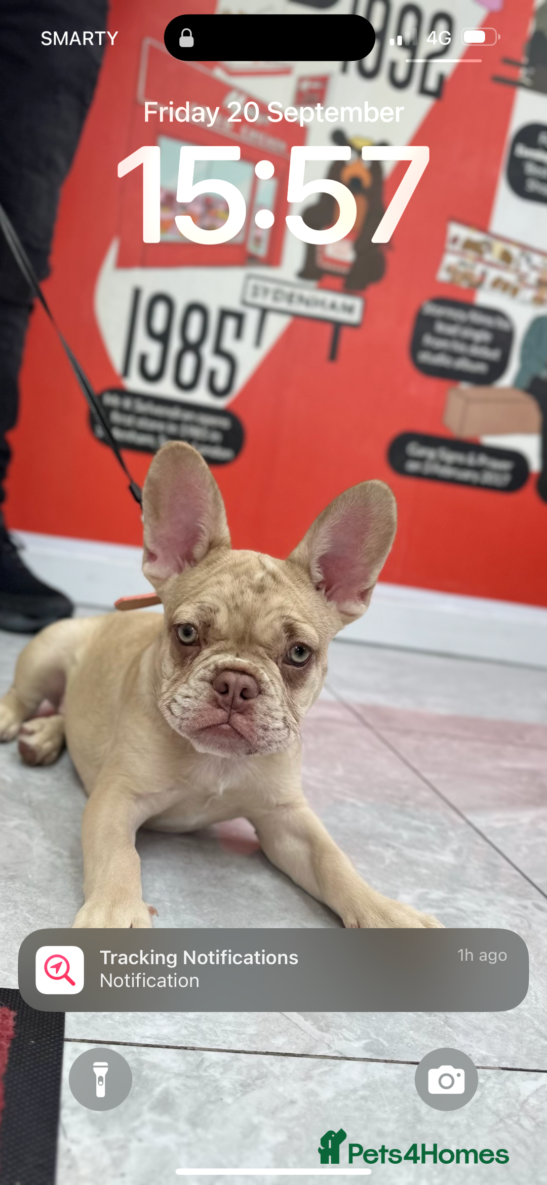 French Bulldog dogs for sale: 🐶 Meet Malibu – Looking for a Forever Home ❤️ - Image 2