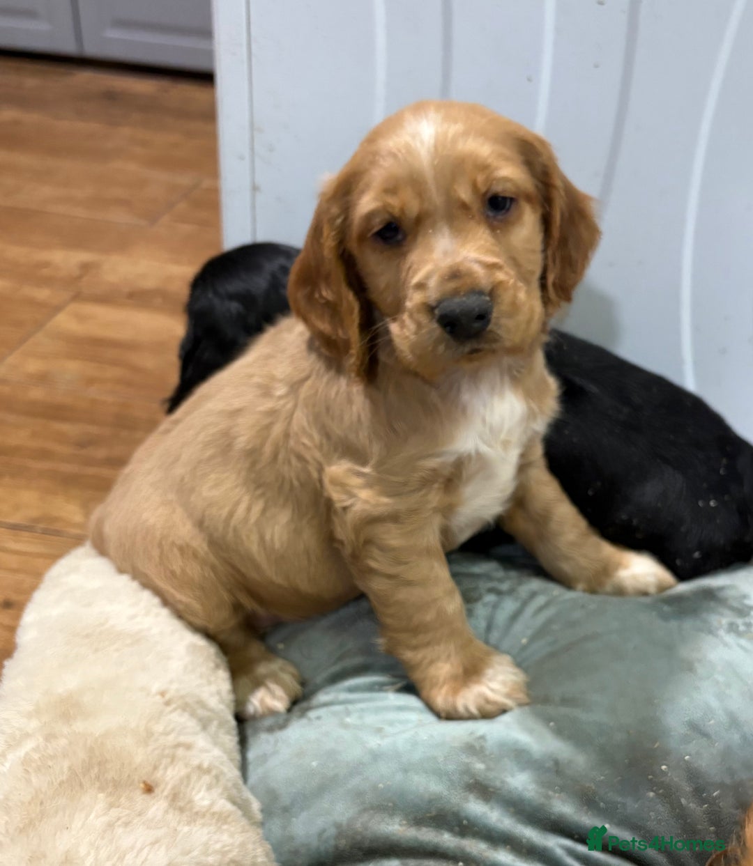 Cocker Spaniel dogs for sale: Cocker Spaniel Litter - Advert 7