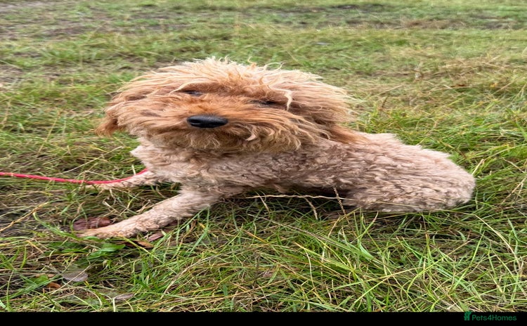 Miniature Poodle dogs - Advert 1