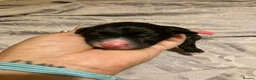 Lurcher dogs for sale: Bedlington Whippet x Greyhound Lurcher Puppies - Advert 2