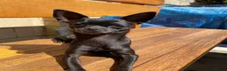 Chihuahua dogs for sale: Short Haired Chihuahua Apple Head KC Reg Puppies - Advert 8