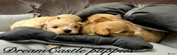 Maltipoo dogs for sale: Tiny maltipoo puppies Asian poodle dad  - Advert 16