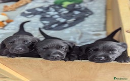 Labrador Retriever dogs for sale: Beautiful Pedigree Black Lab Puppies - Image 10