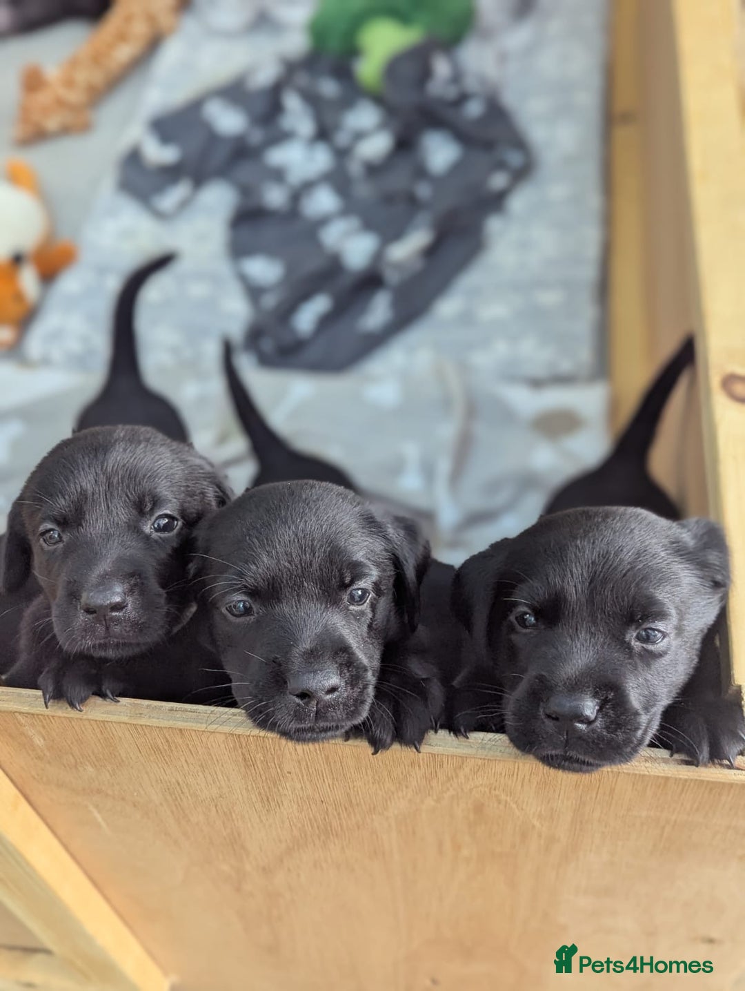 Labrador Retriever dogs for sale: Beautiful Pedigree Black Lab Puppies - Image 10