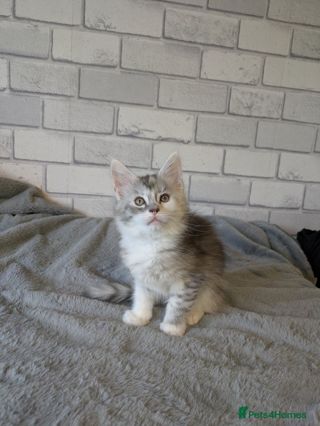 Maine Coon cats for sale: Full pedigree Maine coon kittens - Advert 2