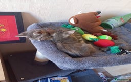 Mixed Breed cats for sale: 9 week old kittens  - Image 5