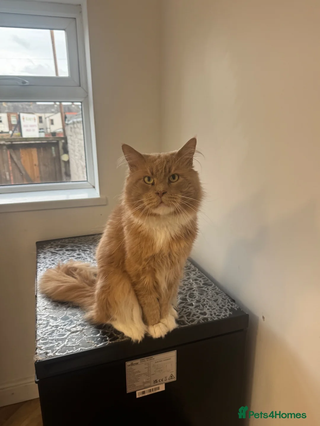 Maine Coon cats for stud: GCCF Cream&White Bicolour Stud - Advert 5