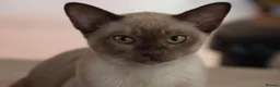 Burmese cats for sale: Beautiful playful Burmese kittens  - Advert 4