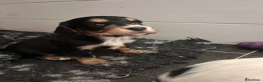 Cocker Spaniel 2