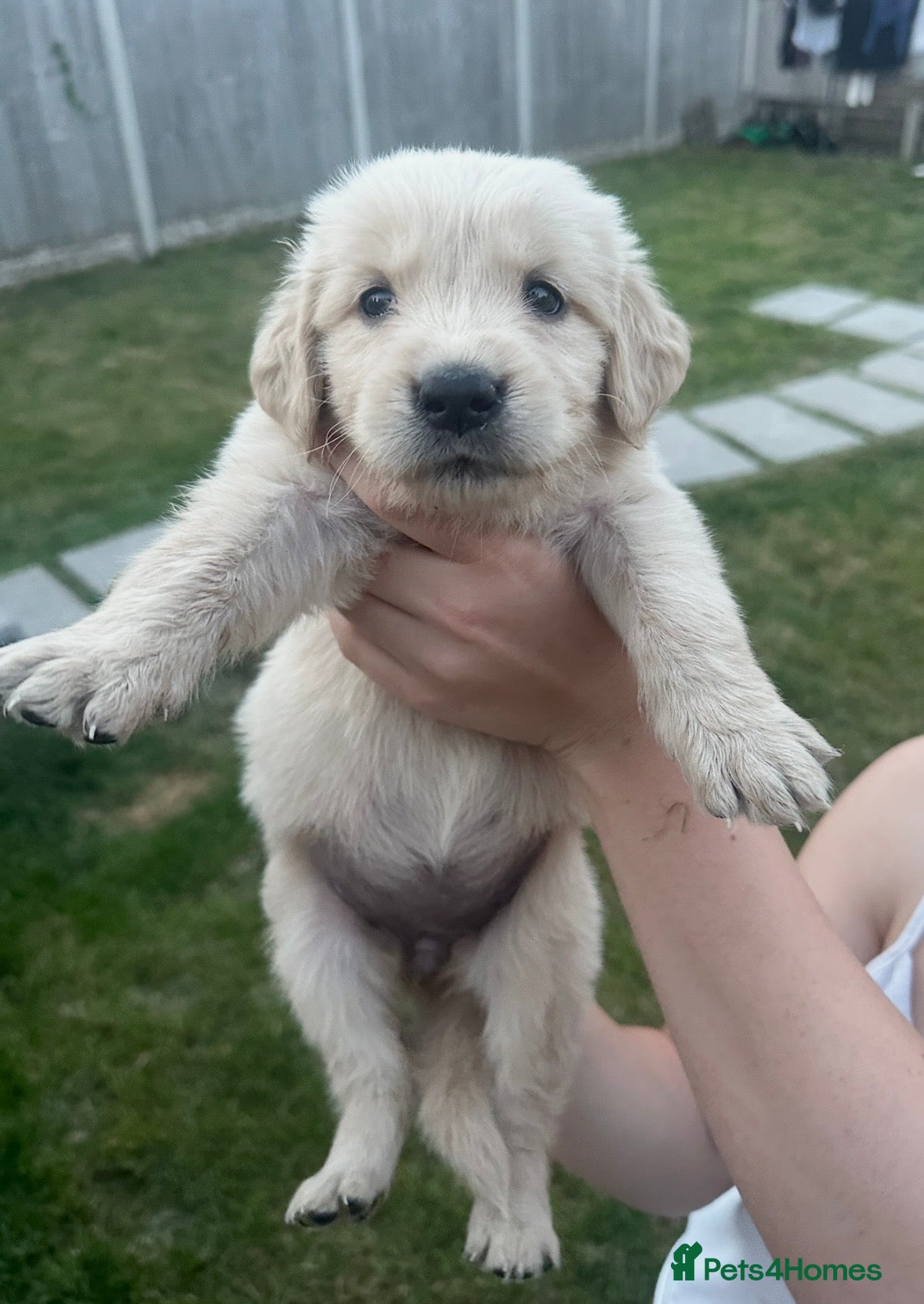 Golden Retriever dogs Quality golden retrievers  - Advert 2