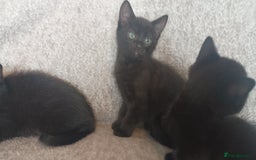 British Shorthair cats for sale: Beautiful black short haired kittens - Image 6