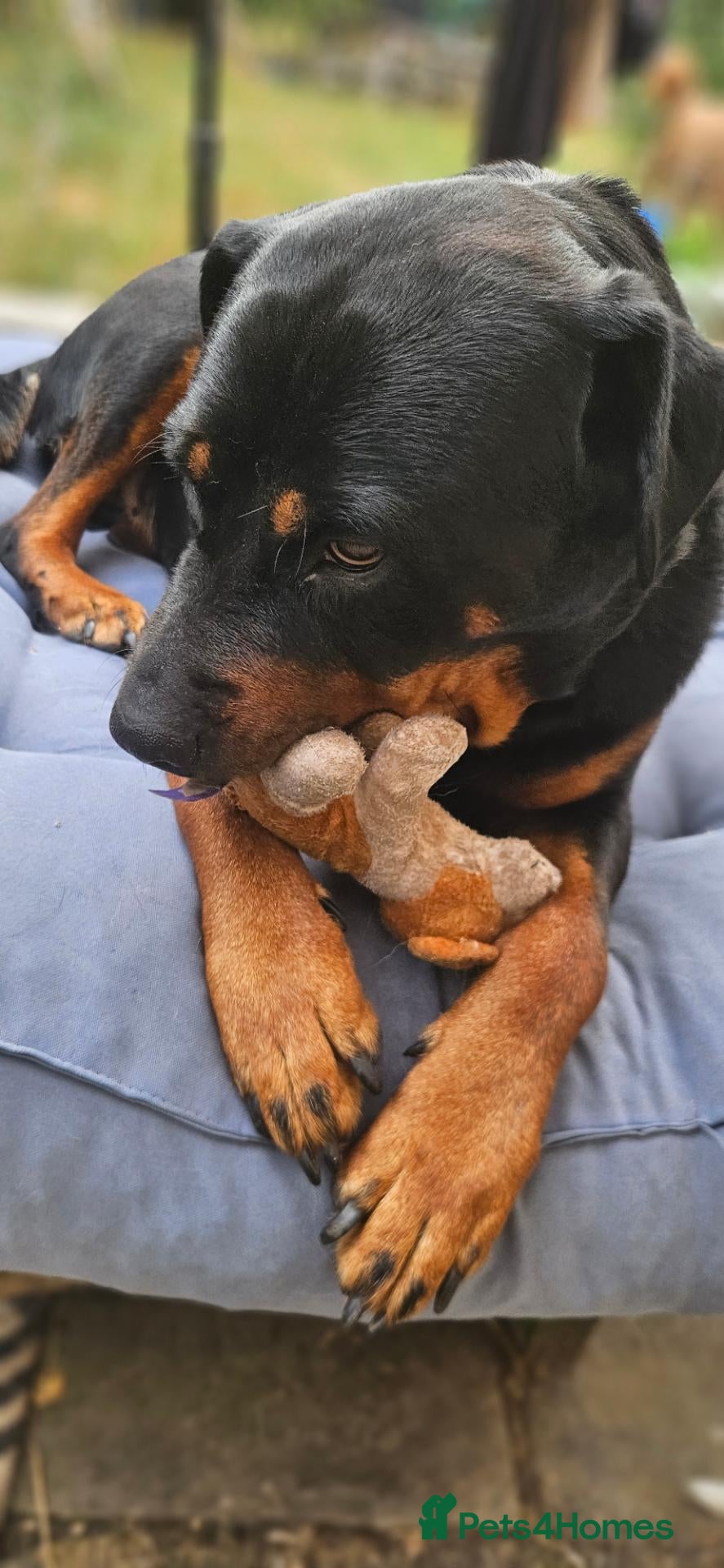 Rottweiler dogs 5 year old Rottweiller Female - Advert 1