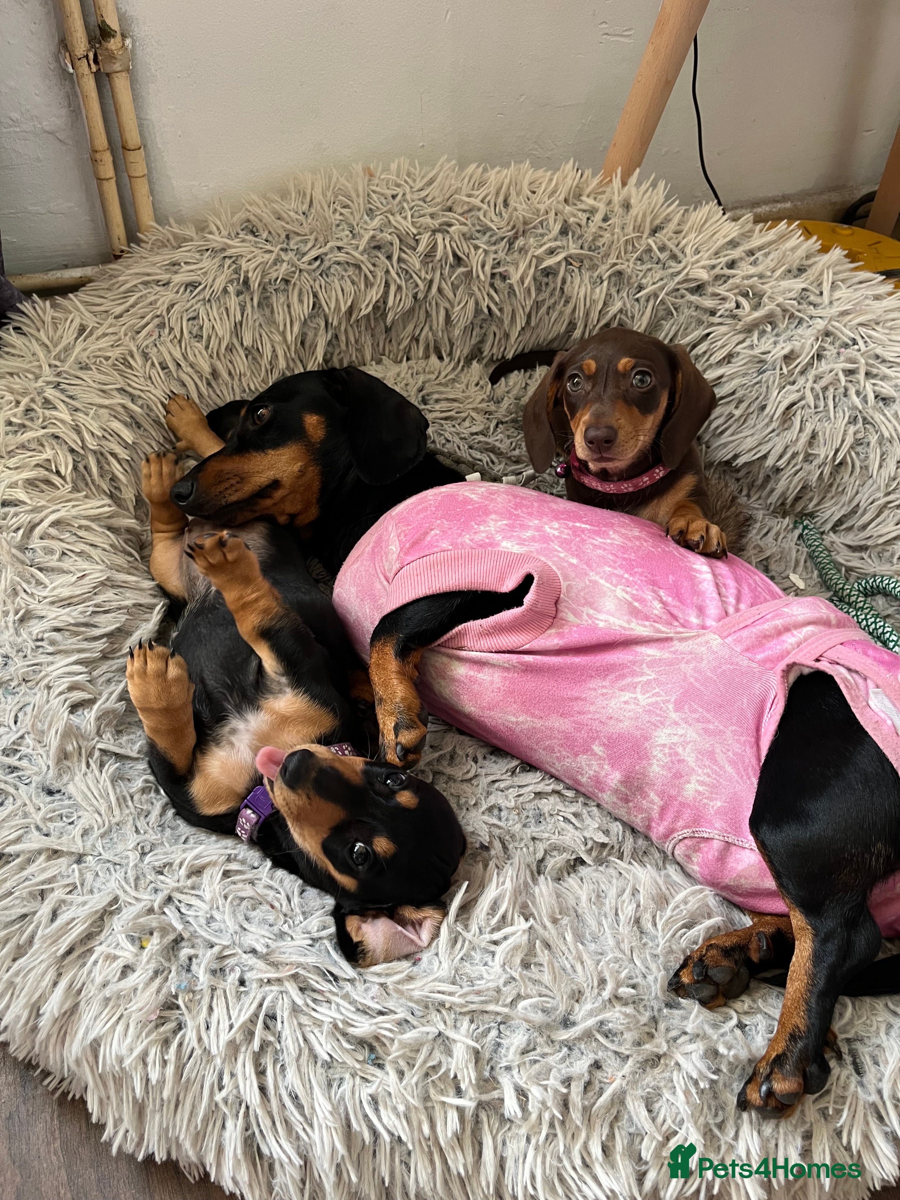Miniature Dachshund dogs One Brown & Cream and One Black & Cream - Advert 1