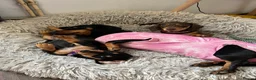 Miniature Dachshund dogs for sale: One Brown & Cream and One Black & Cream in Gosport - Advert 1