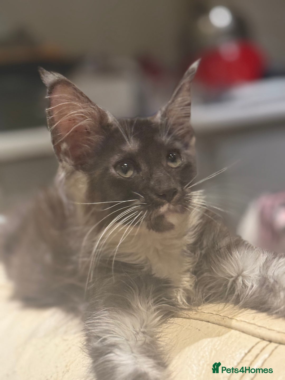 Maine Coon cats for sale: TICA registered kittens - Advert 17