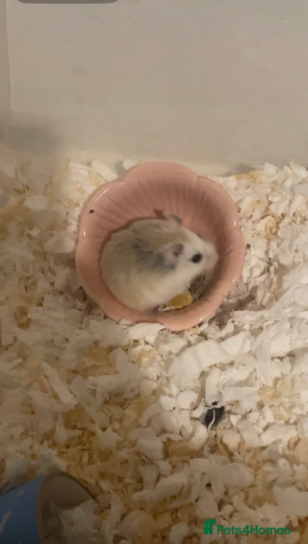 Hamster rodents for sale: Male dwarf hamster  in Stockton-on-Tees - Advert 2