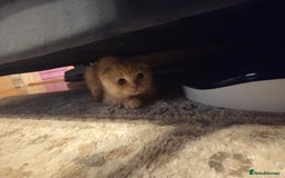 Scottish Fold cats for sale: !1 LEFT! BEAUTIFUL SCOTTISH FOLDS FOR SALE - Image 15