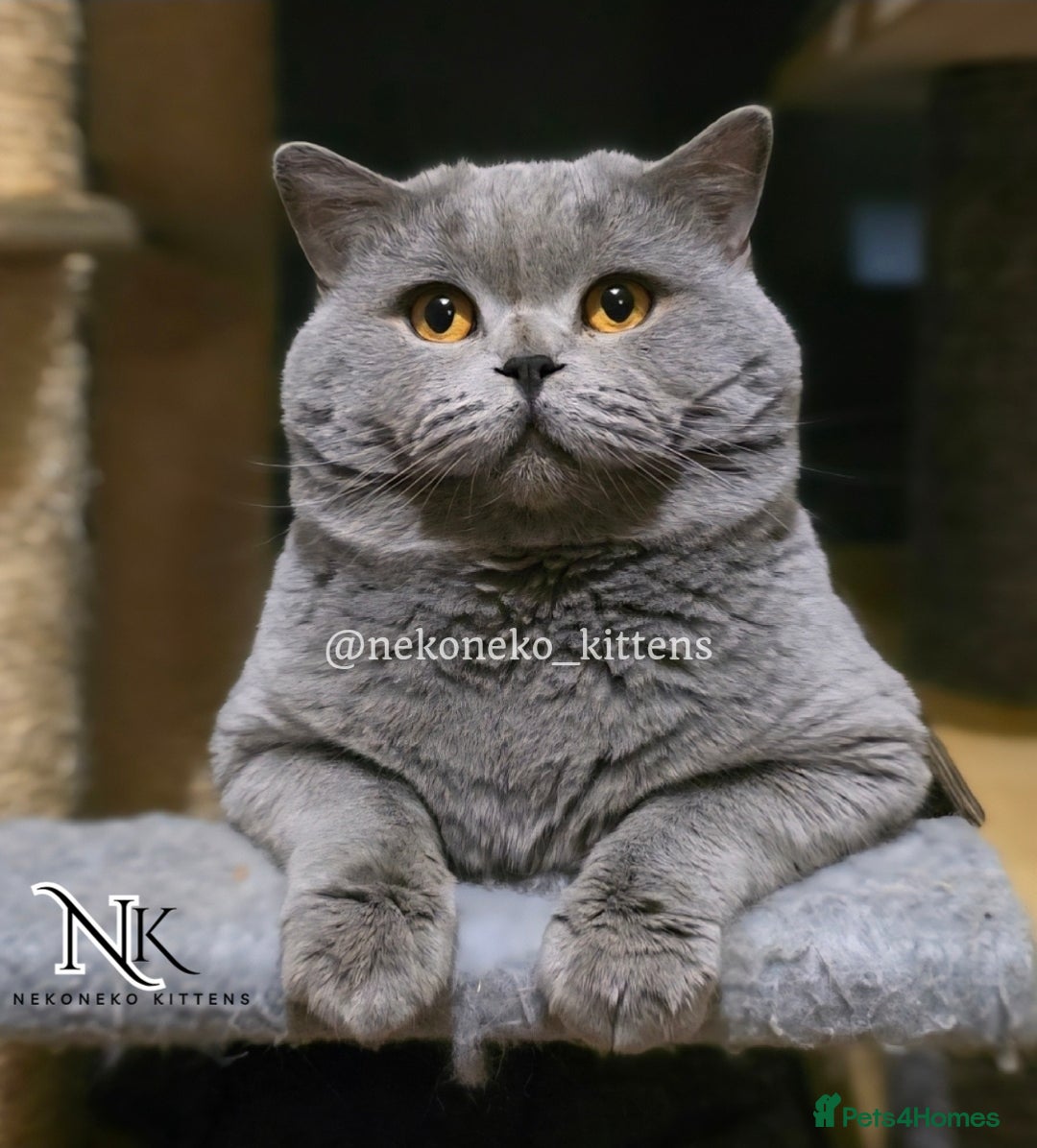 British Shorthair cats for sale: GCCF REGISTERED BSH TEDDY'S 🐻 🧸  - Advert 25
