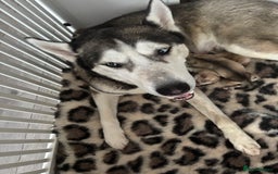 Siberian Husky dogs for sale: Siberian huskies  for sale  - Image 19