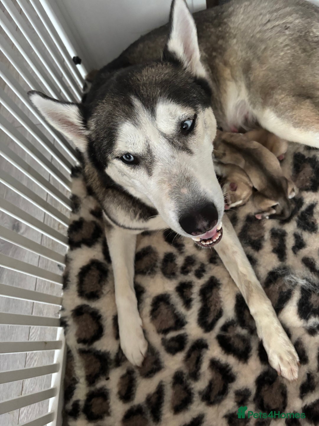 Siberian Husky dogs for sale: Siberian huskies  for sale  - Image 19