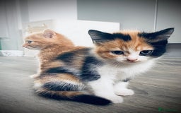 British Longhair cats for sale: 4 gorgeous fluffy kittens - Image 11