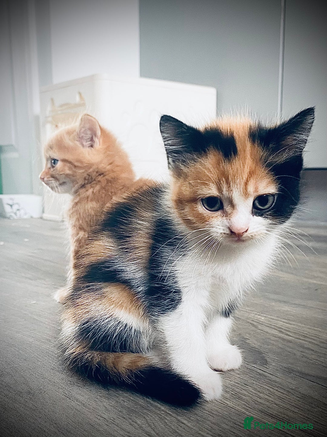 British Longhair cats for sale: 4 gorgeous fluffy kittens - Image 11