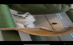 Maine Coon cats for sale: Silver shaded Maine coon female - Image 1