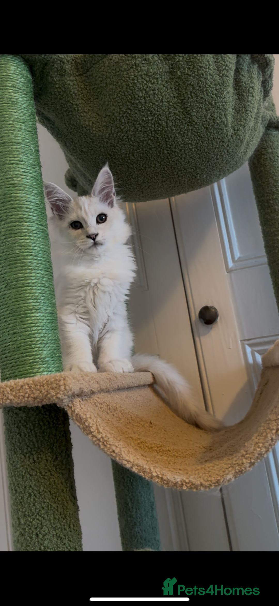 Maine Coon cats for sale: Silver shaded Maine coon female - Image 1