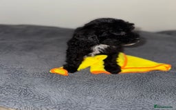Sheepadoodle dogs for sale: Micro-mini Sheepadoodle reduced !!!!! - Image 27